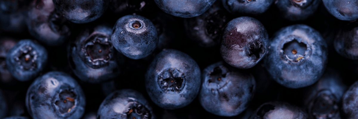 Closeup photo of blueberries